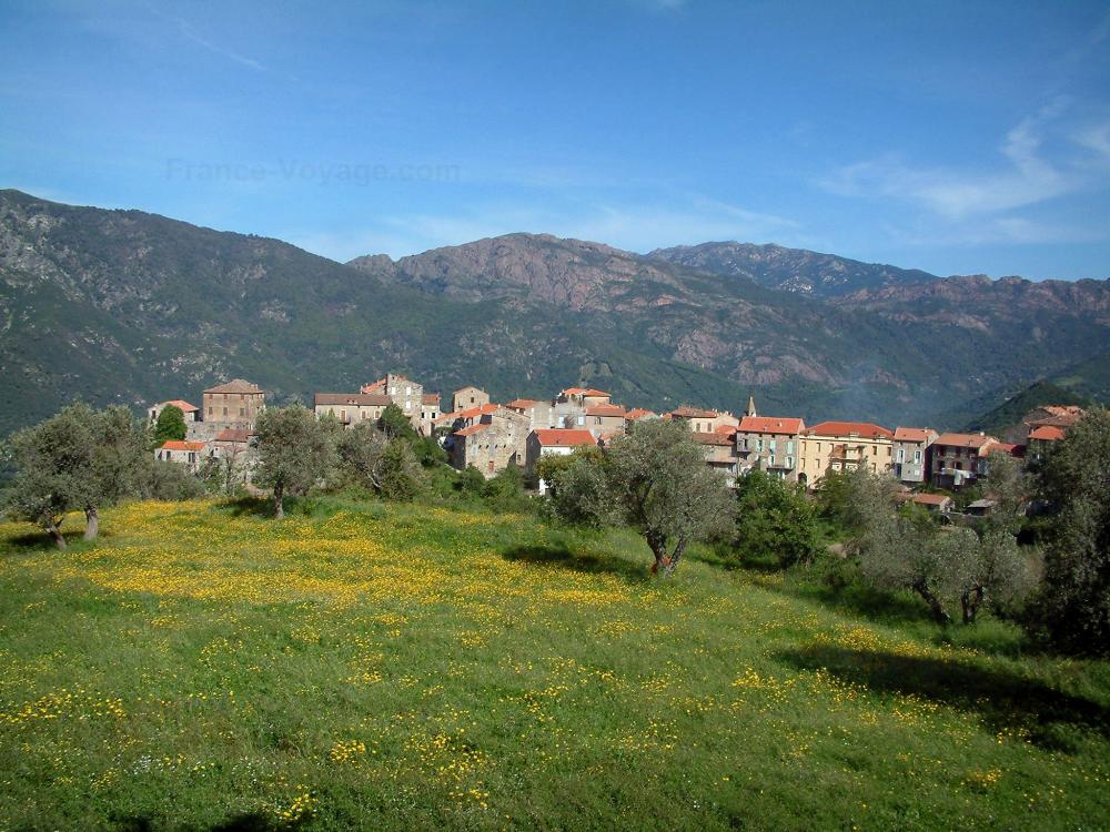 Guide de la Corse-du-Sud - Alta Rocca - Prairie parsemée de fleurs sauvages, oliviers, village de Sainte-Lucie-de-Tallano et montagnes en arrière-plan
