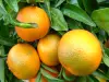 Corsican clementine - Gastronomy, holidays & weekends guide in Corsica