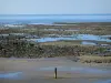 Costa das Flores - Praia de Villerville e rochas na maré baixa, aves marinhas e mar (La Mancha)