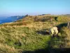 Côte d'Albâtre - Herbage (herbes), moutons et falaises, dans le Pays de Caux