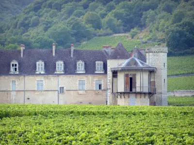 Côte de Nuits Weingegend