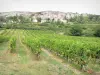 Côte-d'Or landscapes - Field of vines and houses at the foot of the cliffs of Saint-Romain and Orches