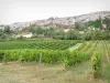 Côte-d'Or landscapes - Field of vines and houses at the foot of the cliffs of Saint-Romain and Orches