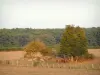 Côte-d'Or landscapes - Pastures at the edge of the forest