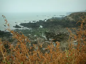 Côte Sauvage - Vegetazione in primo piano, rocce e mare (Oceano Atlantico)