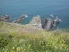 Côte Vermeille - Côte rocheuse avec des fleurs sauvages