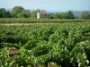 Côtes de Provence vineyards - Vines, hut, trees and hills covered with forests in background