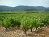 Côtes de Provence vineyards - Vines, hut and hills covered with forests