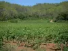 Côtes de Provence vineyards - Vines, vegetation and trees of a forest
