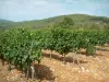 Côtes de Provence vineyards - Vines in foreground and hills covered with forests