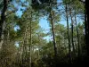 Coubre的森林 - 引脚（树）