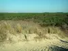 La Coubre forest - Sand footpath and beachgrass (psammophytes) with view of the forest