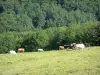 Crest road - Alpine pasture (hautes chaumes) with cows, forest in background (Ballons des Vosges Regional Nature Park)