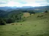 Crest road - Alpine pasture (hautes chaumes) with cows, forests and hills in background (Ballons des Vosges Regional Nature Park)