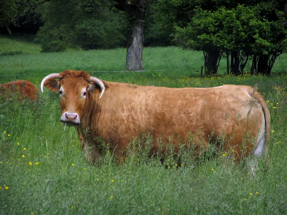 Guia da Creuse - Vaca de limusina - Vaca em um campo