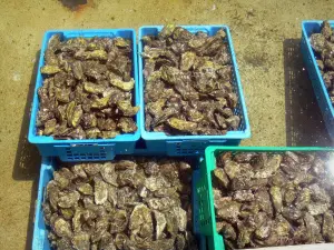 Cuenca de Arcachon - Las cajas de ostras