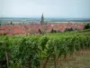 Dambach-la-Ville - Vignes, maisons et église de la cité fortifiée, plaine d'Alsace en arrière-plan