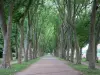 Decize - Promenade des Halles, allée de platanes