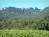 Dentelles de Montmirail - Vignes, arbres et massif avec ses aiguilles (pics)