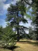 Departementaal landgoed van Valley-aux-Loups - Landgoed bomen