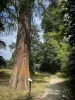 Departementaal landgoed van Valley-aux-Loups - Landgoed bomen