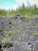 Departementale weg Route des Laves - Vulkanische vegetatie en gieten