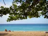 Deshaies - Détente sur la plage de Grande Anse au sable doré avec vue sur la mer, et branches d'un raisinier en premier plan