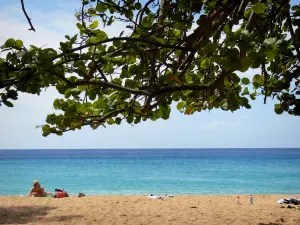 Deshaies - Relajarse en la playa de Grand Anse de arena dorada con vistas al mar, y las ramas de un Raisinier primer plano