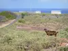 O Desirade - Paisagem da ponta dobrada com uma cabra e parte da antiga estação meteorológica