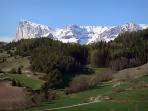 Dévoluy mountain range - Meadows, trees and Bure peak covered with snow