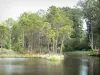Domaine départemental d'Hostens - Parc Naturel Régional des Landes de Gascogne : lac, roseaux et forêt de pins du domaine nature