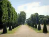 Domaine national de Saint-Cloud - Allée bordée d'arbustes taillés