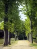 Domaine national de Saint-Cloud - Allée bordée d'arbres