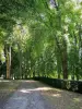 Domaine de Villarceaux - Chemin bordé d'arbres