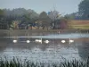 Dombes - Cisnes e outras aves aquáticas em uma lagoa