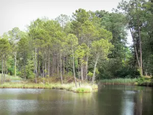 Domínio Departamental dos Hostens - Parque Natural Regional do Landes de Gascogne: lago, juncos e pinhal da natureza