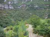 Dourbie gorges - Tree-lined road with views of the rocky walls of the gorge; in the Grands Causses Regional Nature Park