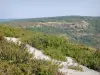Drie-Kruisbeeldenberg - Vegetatie van de Mont de Sène