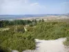 Drie-Kruisbeeldenberg - Vegetatie van de Mont de Sène