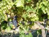 Drôme landscapes - Bunches of grapes from a vine