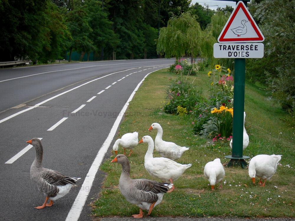 Guide de l'Essonne - Paysages de l'Essonne - Traversée d'oies, à Brunoy, dans la vallée de l'Yerres