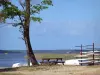 Estanque de Biscarrosse y Parentis - Árbol y mesa de picnic a la orilla del agua