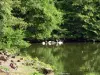 Estanques de Commelles - Banco, los árboles y un lago con cisnes (aves acuáticas)