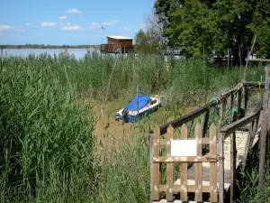 Estuario del Gironda - Reed en el borde de la ría