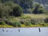 Étang de la Mer Rouge - Étang, végétation et arbres ; dans le Parc Naturel Régional de la Brenne