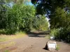 L'Étang-Salé - Green corridor in the forest of L'Étang-Salé