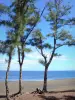 L'Étang-Salé - Casuarinas on the black sand beach overlooking the Indian Ocean