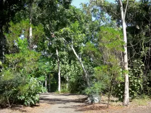 L'Étang-Salé - Los árboles en el bosque de L'Etang Salé