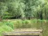 Étang de Soustons - Arbres au bord de l'eau