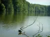 Étangs de Commelles - Étang avec un oiseau aquatique et des branches sortant de l'eau, arbres de la forêt